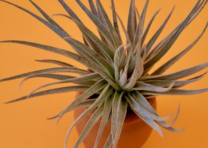 Gardneri Air Plant