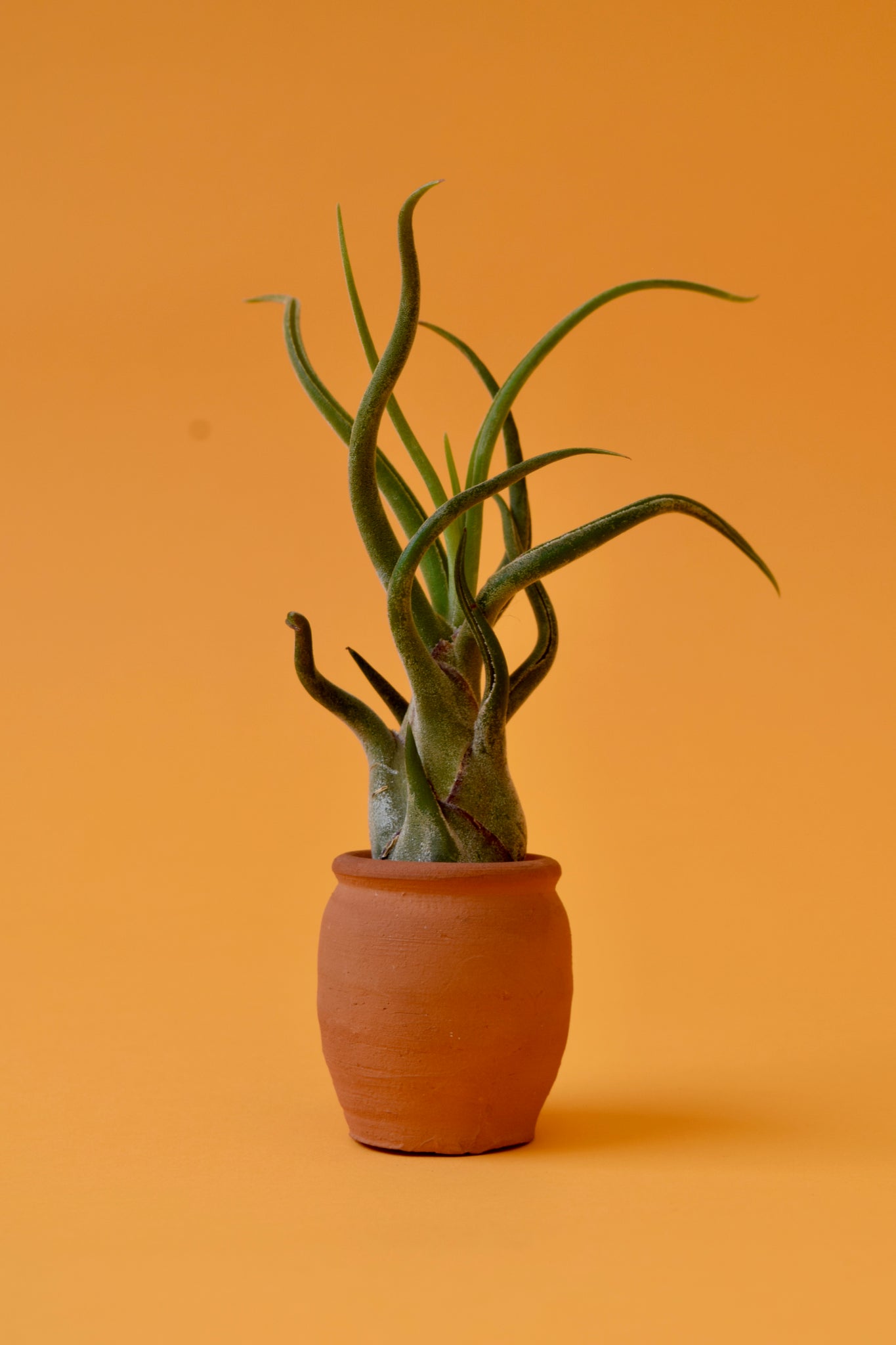 medusae air plant Medusa's Head Air Plant – Latinx With Plants