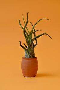 Medusa's Head Air Plant