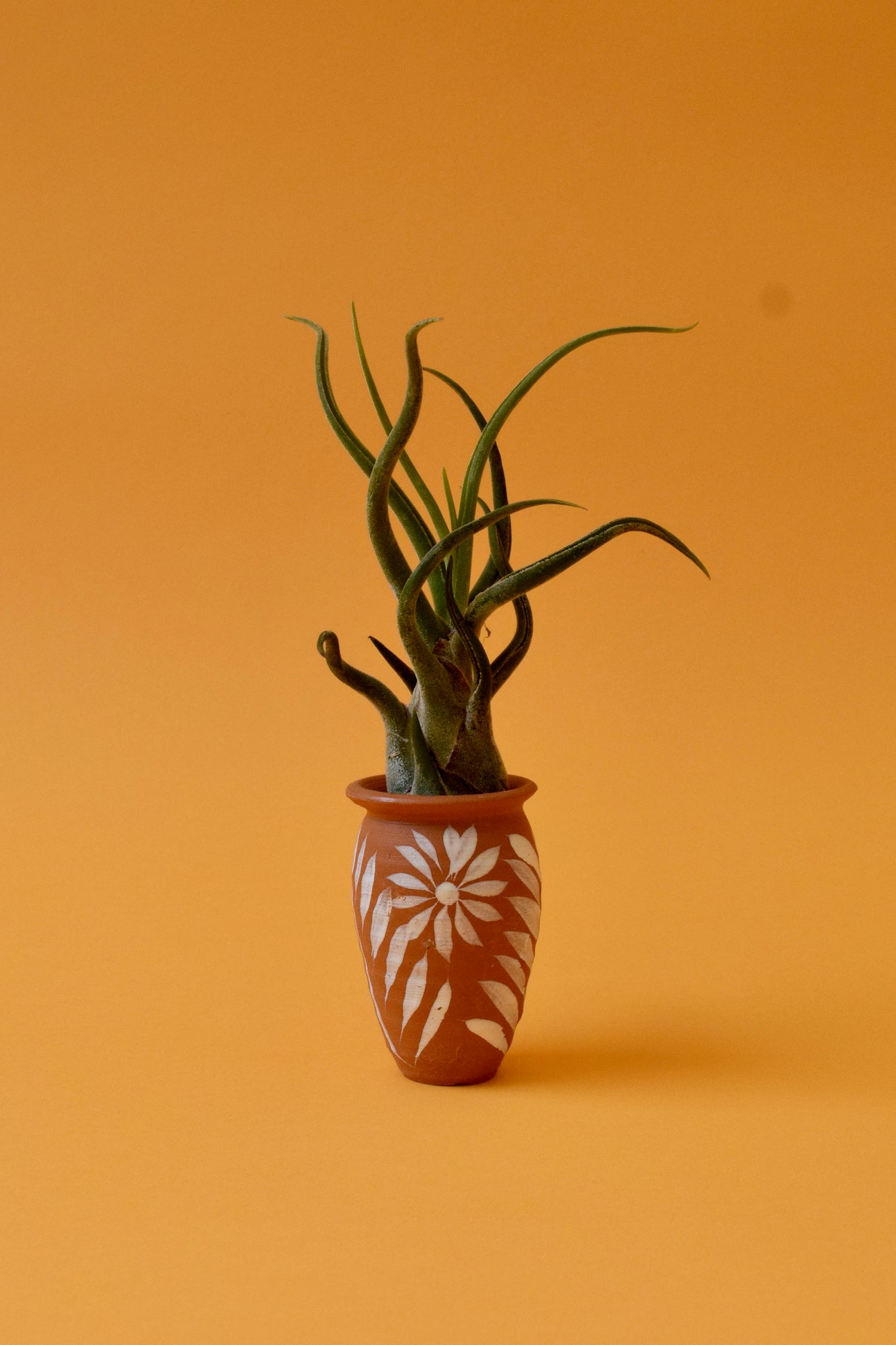 air plant vase Medusa's Head Air Plant – Latinx With Plants
