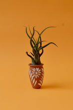 Load image into Gallery viewer, Medusa&#39;s Head Air Plant
