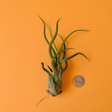 Load image into Gallery viewer, Medusa&#39;s Head Air Plant
