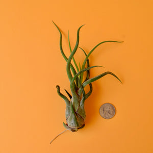 Medusa's Head Air Plant