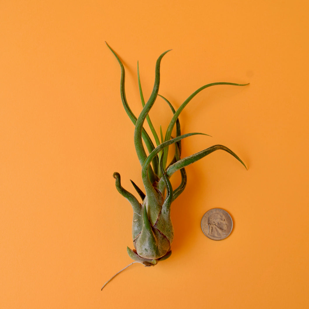 Medusa's Head Air Plant