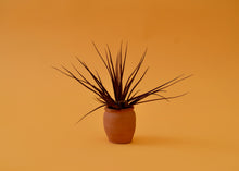 Load image into Gallery viewer, Montana Black Air Plant
