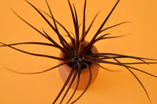 Load image into Gallery viewer, Montana Black Air Plant
