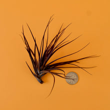 Load image into Gallery viewer, Montana Black Air Plant
