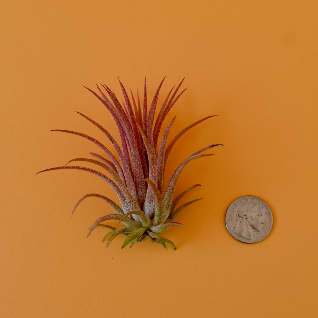 ionantha rubra air plant Predator Ionantha Air Plant – Latinx With Plants