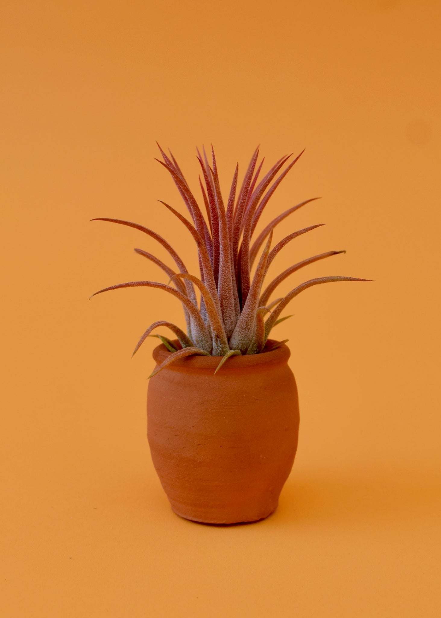 air plant pottery Predator Ionantha Air Plant – Latinx With Plants