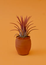Load image into Gallery viewer, Predator Ionantha Air Plant
