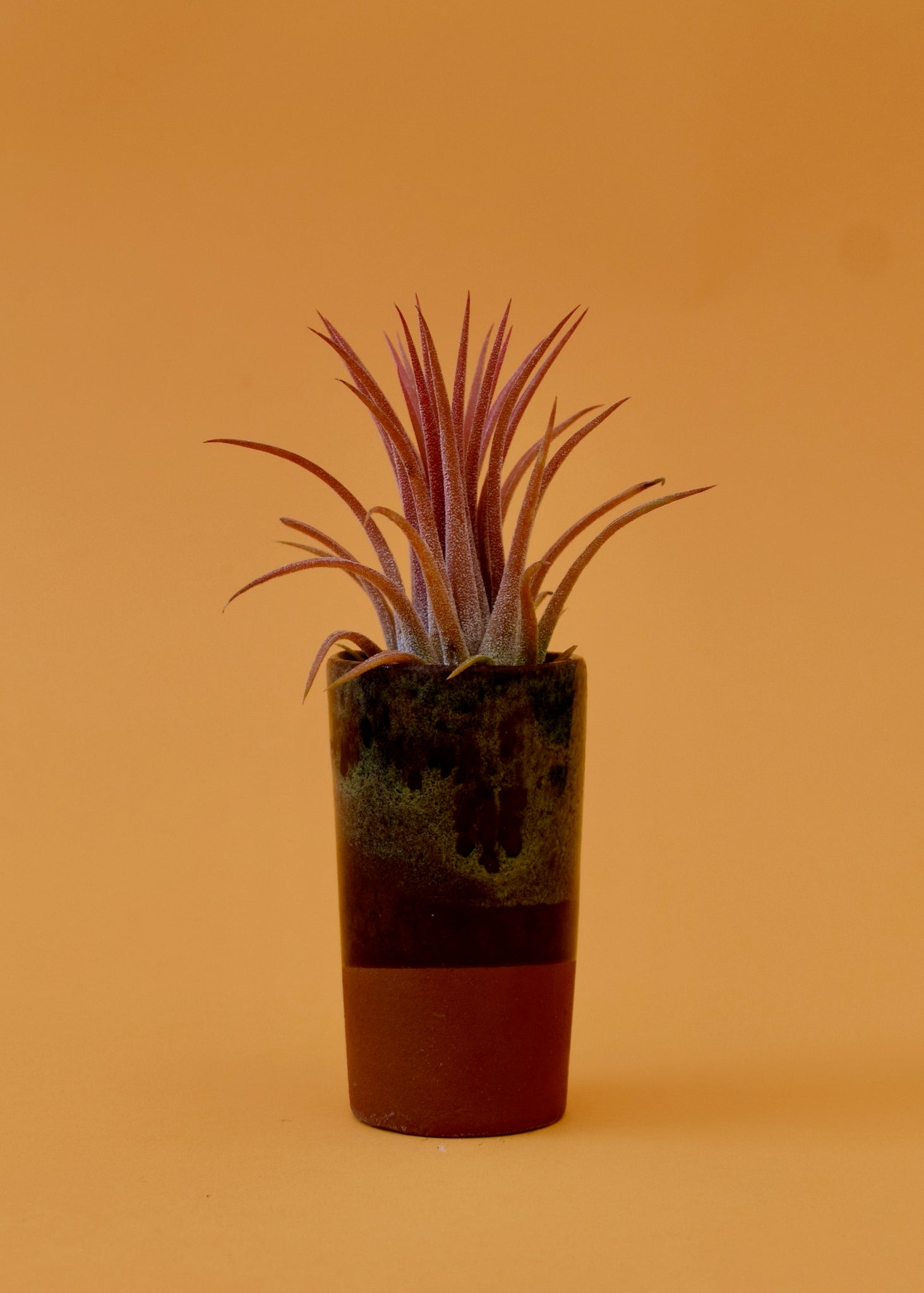 air plants on sale Predator Ionantha Air Plant – Latinx With Plants