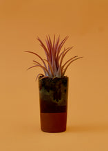 Load image into Gallery viewer, Predator Ionantha Air Plant
