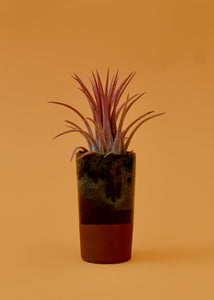Predator Ionantha Air Plant