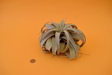 Load image into Gallery viewer, Queen Tillandsia
