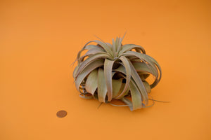 Queen Tillandsia