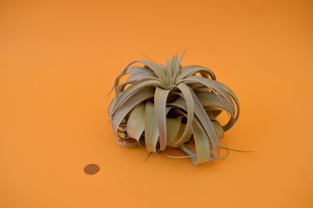 Queen Tillandsia