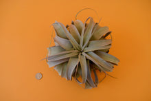 Load image into Gallery viewer, Queen Tillandsia
