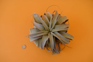 Queen Tillandsia