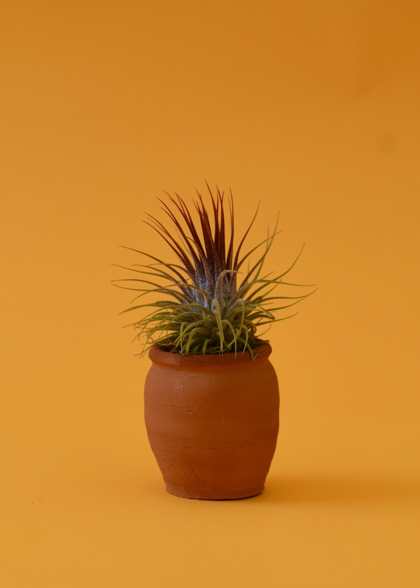 orange air plant Stricta Ionantha Air Plant – Latinx With Plants