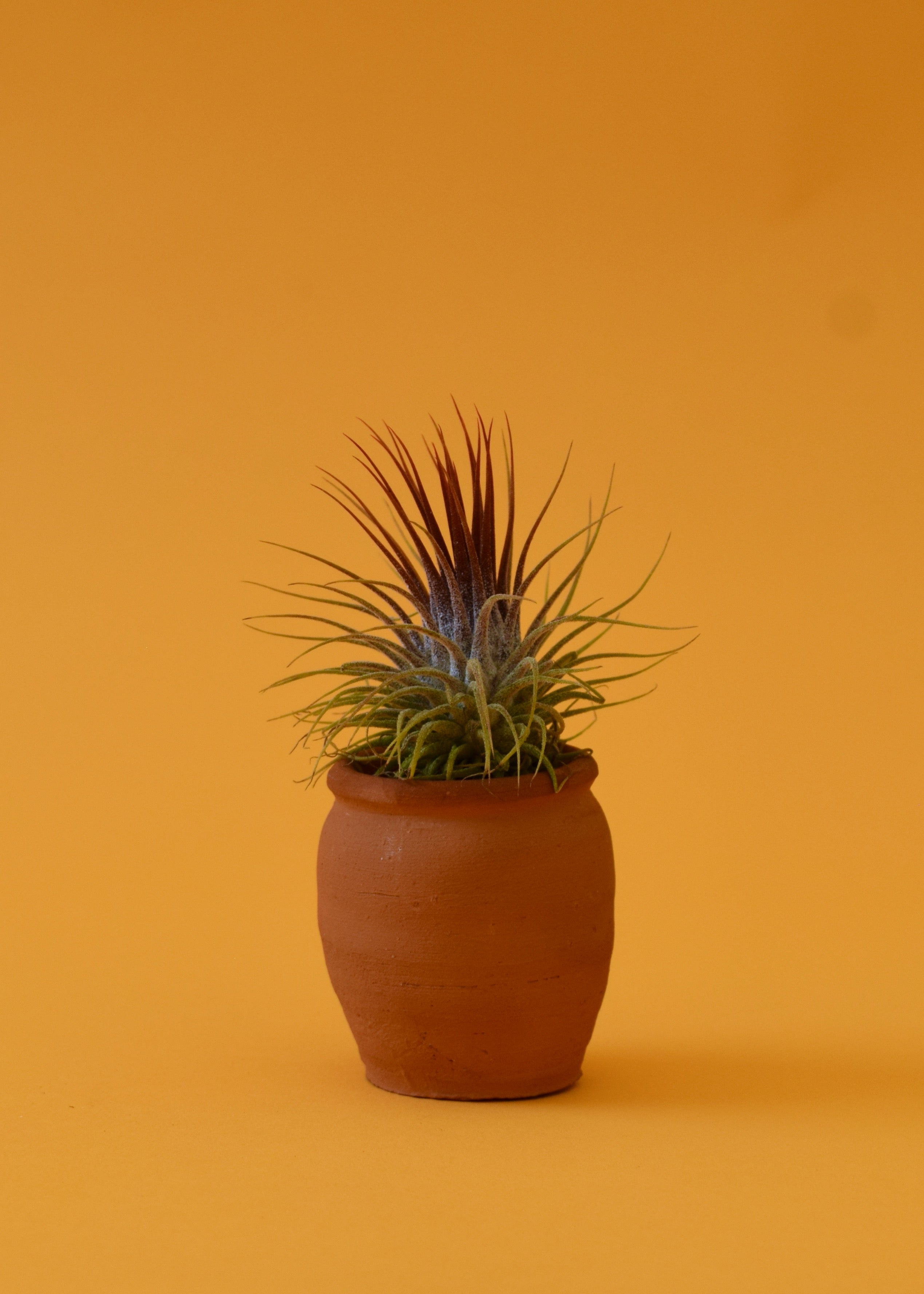 Stricta Ionantha Air Plant – Latinx With Plants
