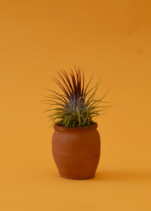 Stricta Ionantha Air Plant