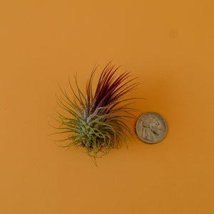 Stricta Ionantha Air Plant