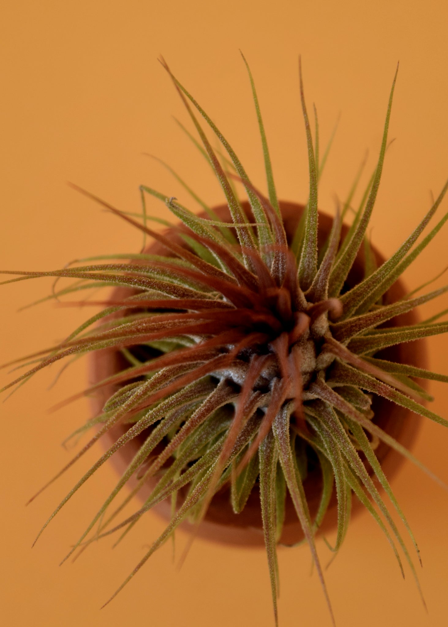 tillandsia stricta air plant Stricta Ionantha Air Plant – Latinx With Plants