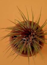 Load image into Gallery viewer, Stricta Ionantha Air Plant
