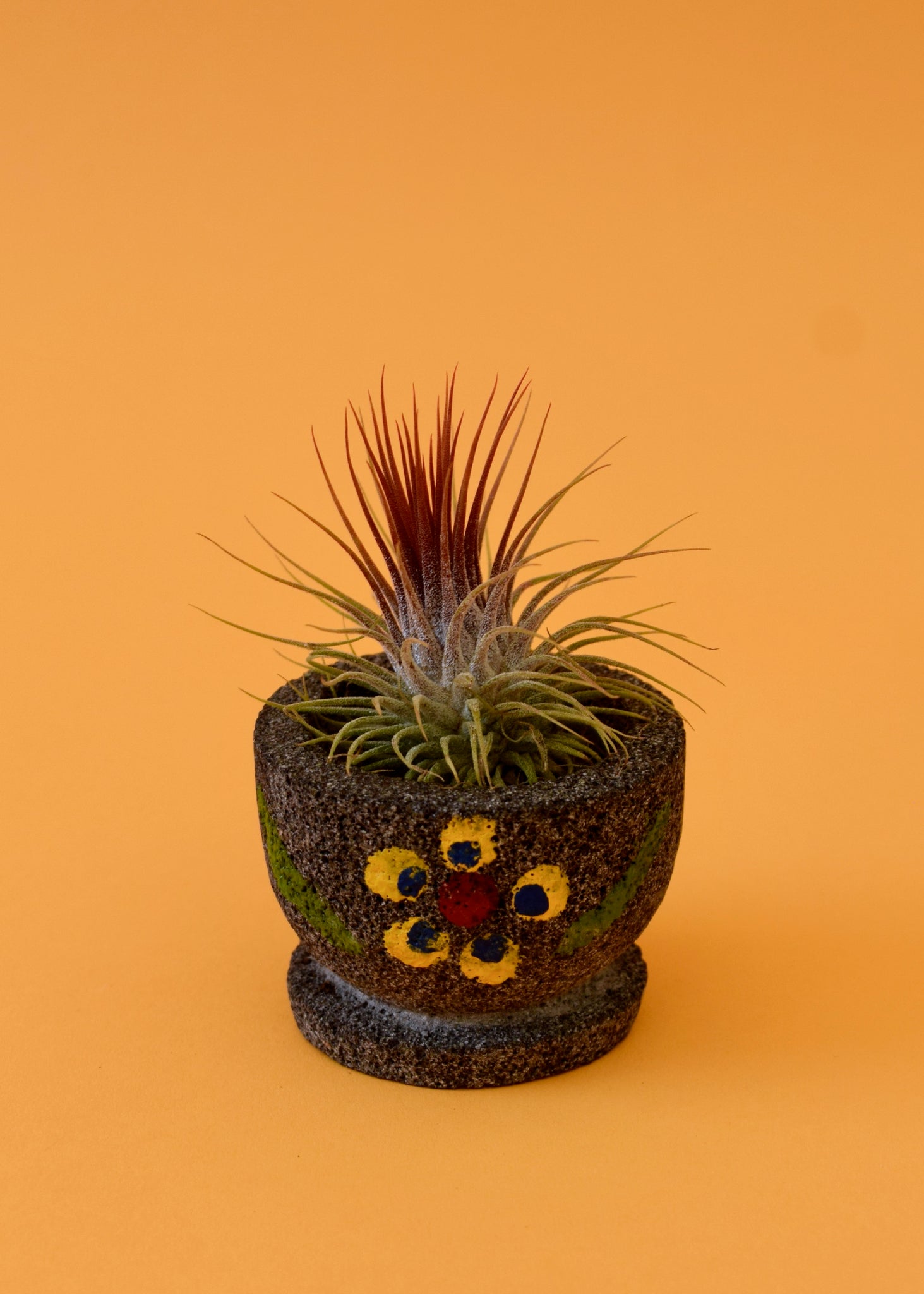 mexican air plant Stricta Ionantha Air Plant – Latinx With Plants