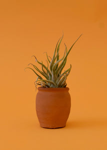 Ty Air Plant