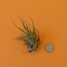 Load image into Gallery viewer, Ty Air Plant
