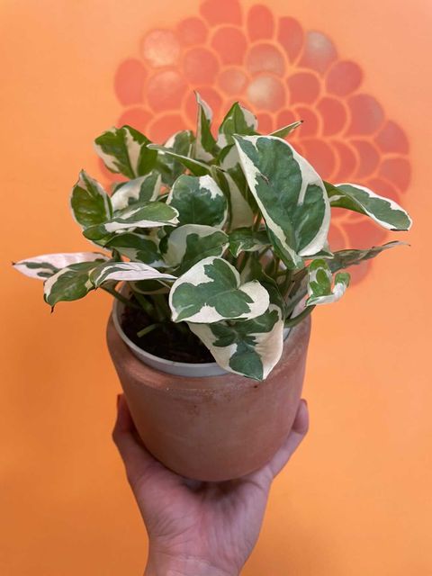 Epipremnum aureum