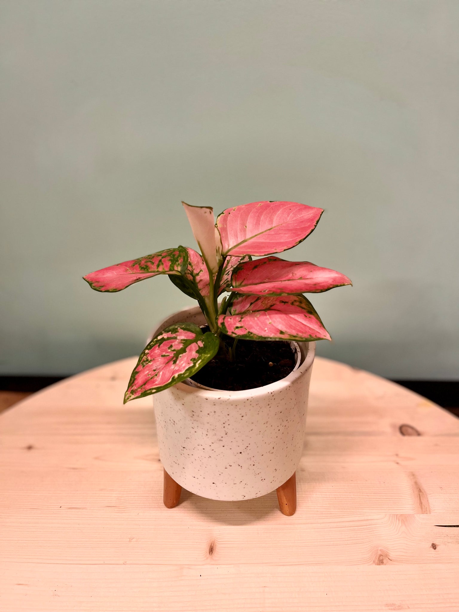 aglaonema chinese evergreen hot pink valentine Lady Valentina Chinese Evergreen – Latinx With Plants