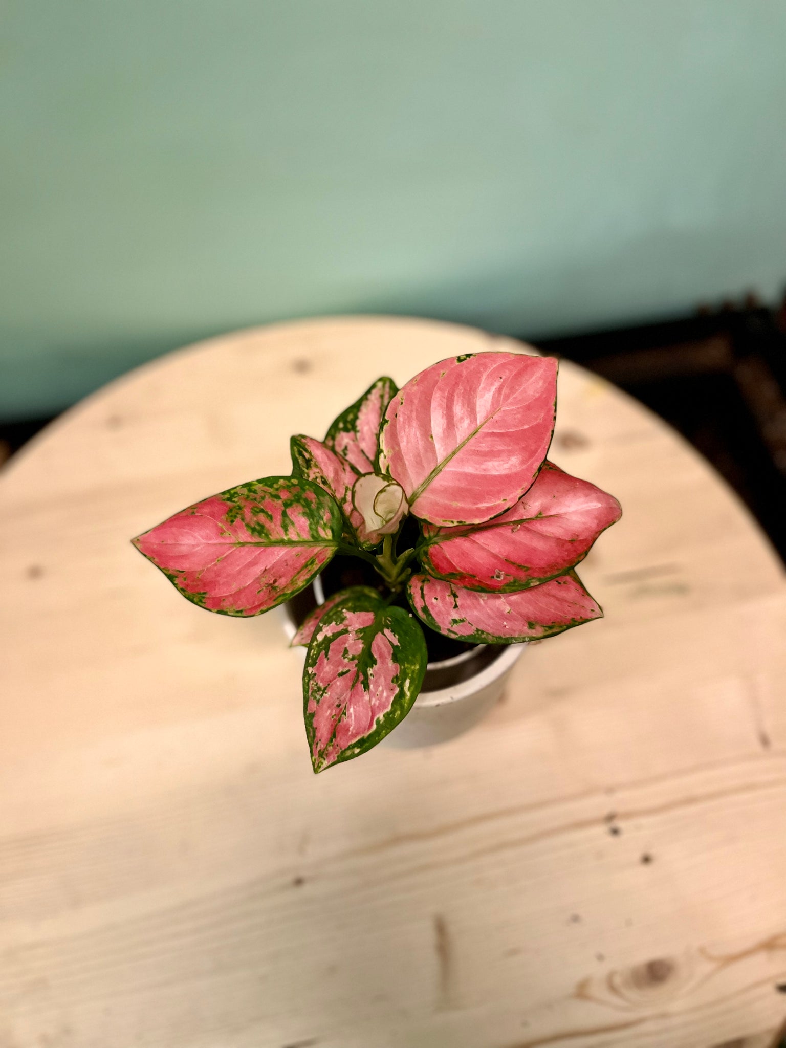 aglaonema pink lady flower Lady Valentina Chinese Evergreen – Latinx With Plants