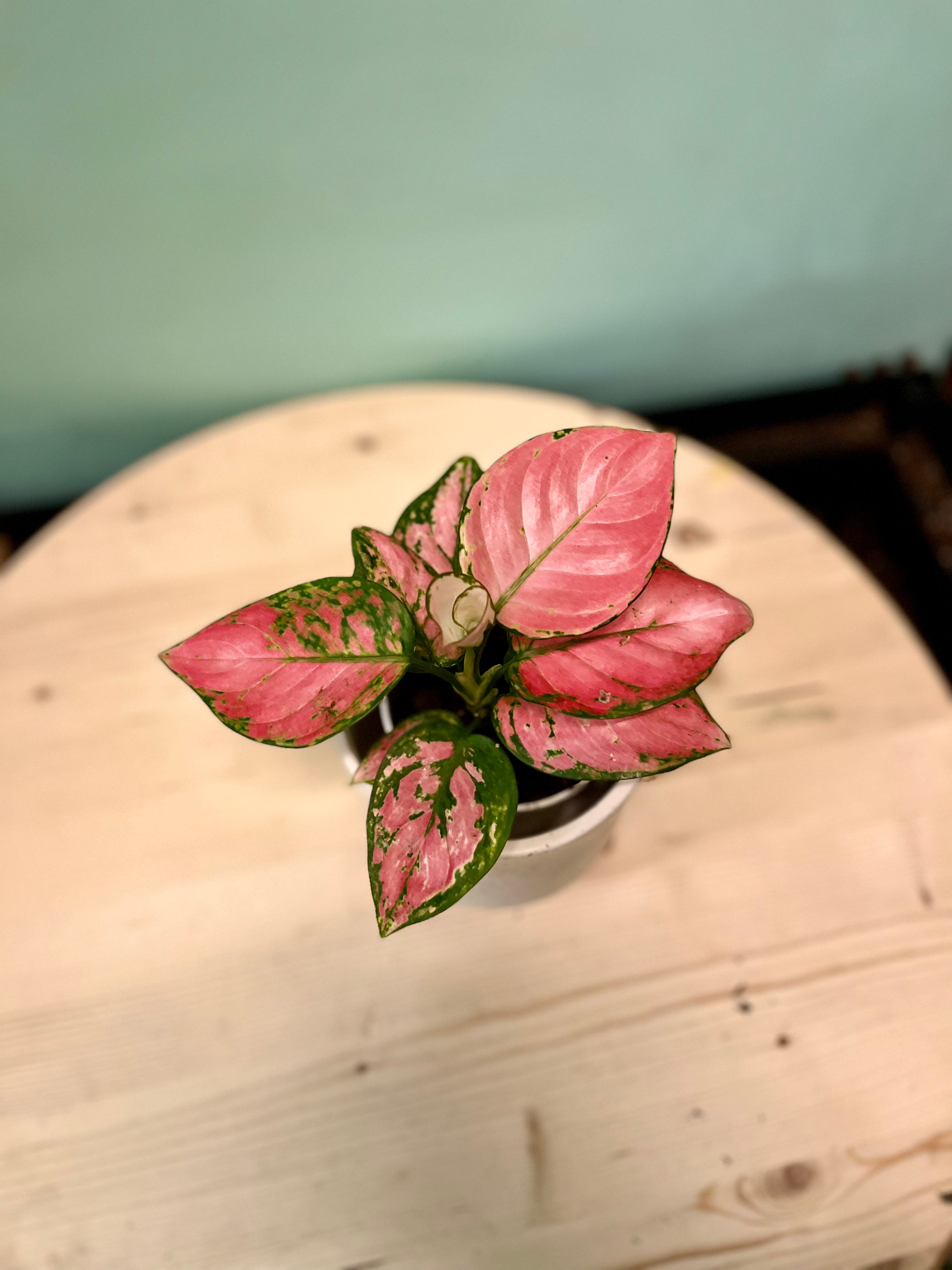 aglaonema lady valentine Lady Valentina Chinese Evergreen – Latinx With Plants
