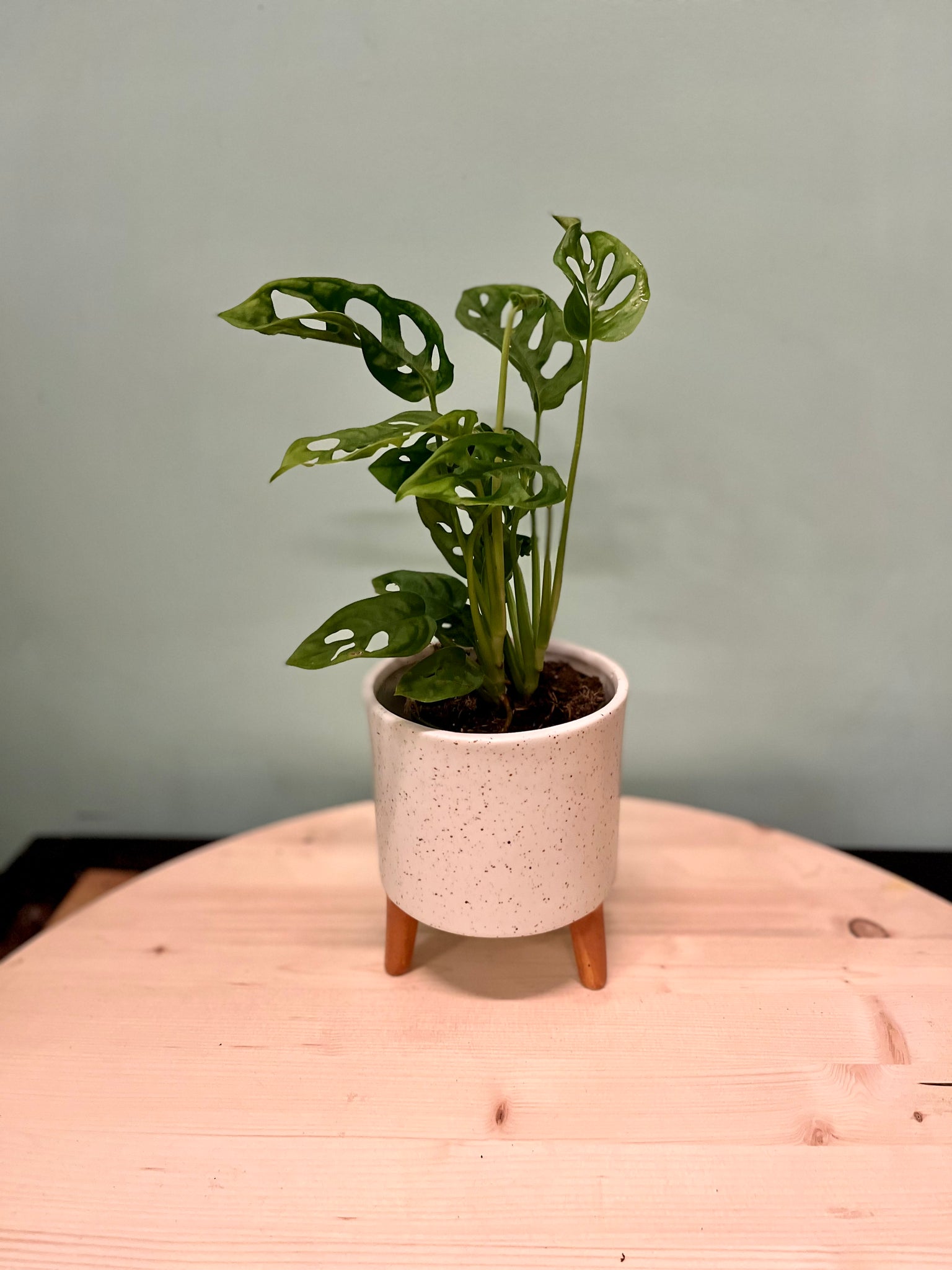 swiss cheese plant watering schedule Swiss Cheese Plant – Latinx With Plants