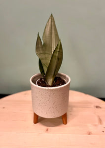 moonlight snake plant Moonshine Snake Plant