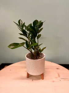 jade plant and zz plant are same ZZ Plant – Latinx With Plants