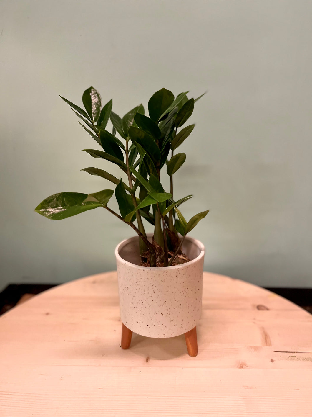 zz plant low light ZZ Plant – Latinx With Plants