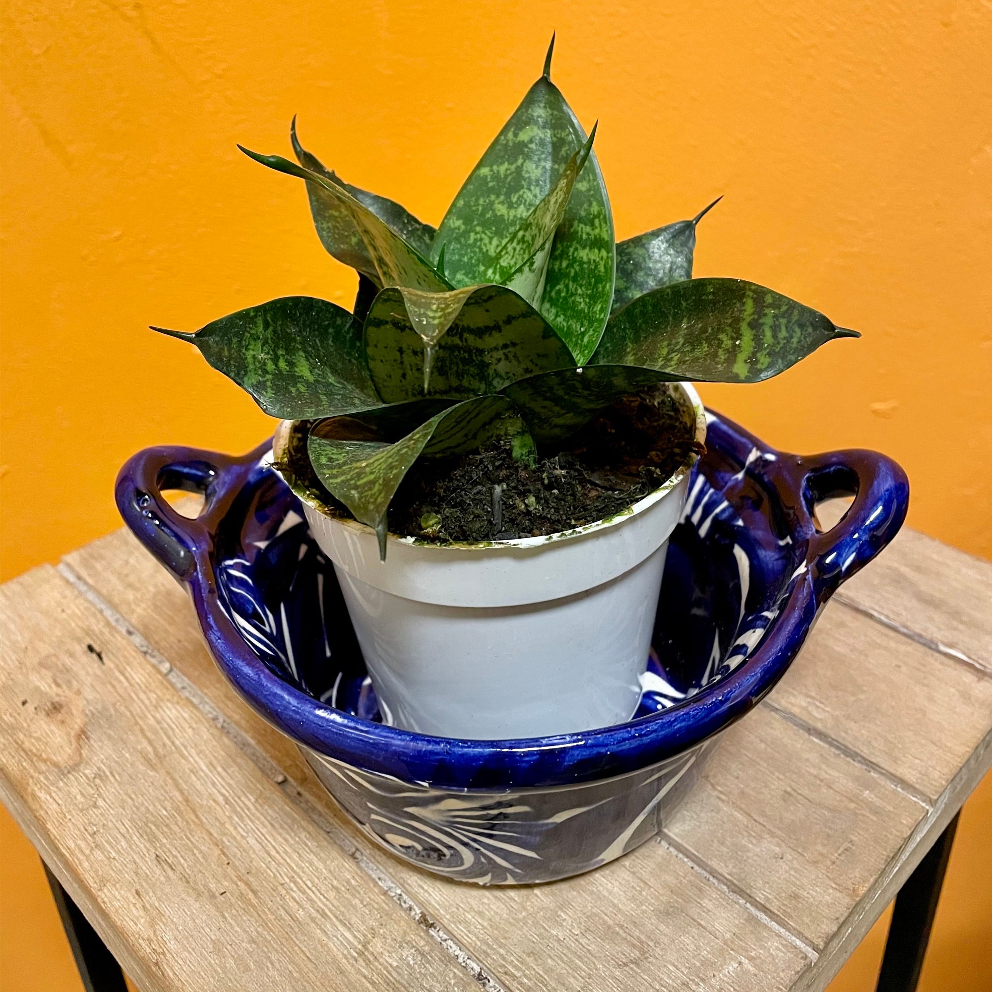 bird's nest snake plant jewel of india Bird's Nest Snake Plant