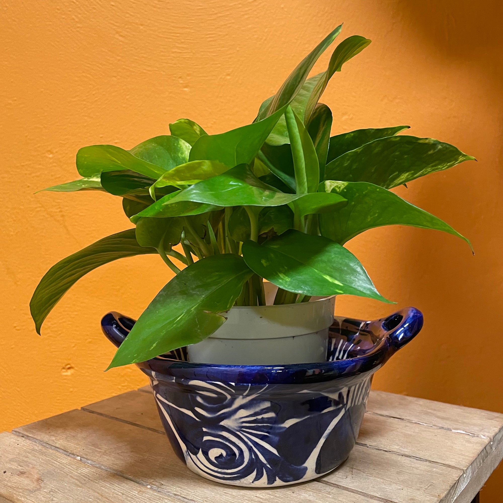 golden pothos moisture meter Golden Pothos – Latinx With Plants