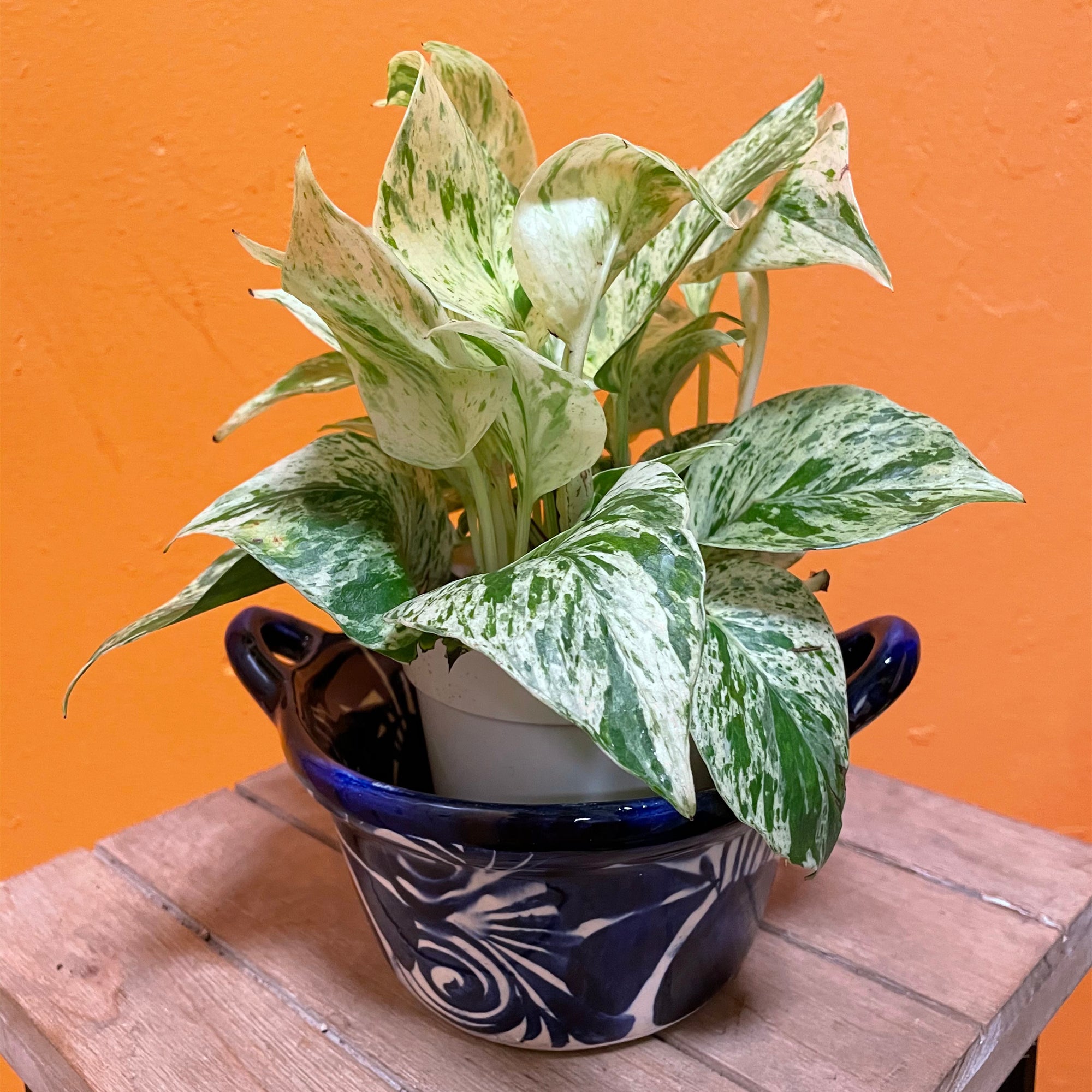 MARBLE Queen POTHOS 6in