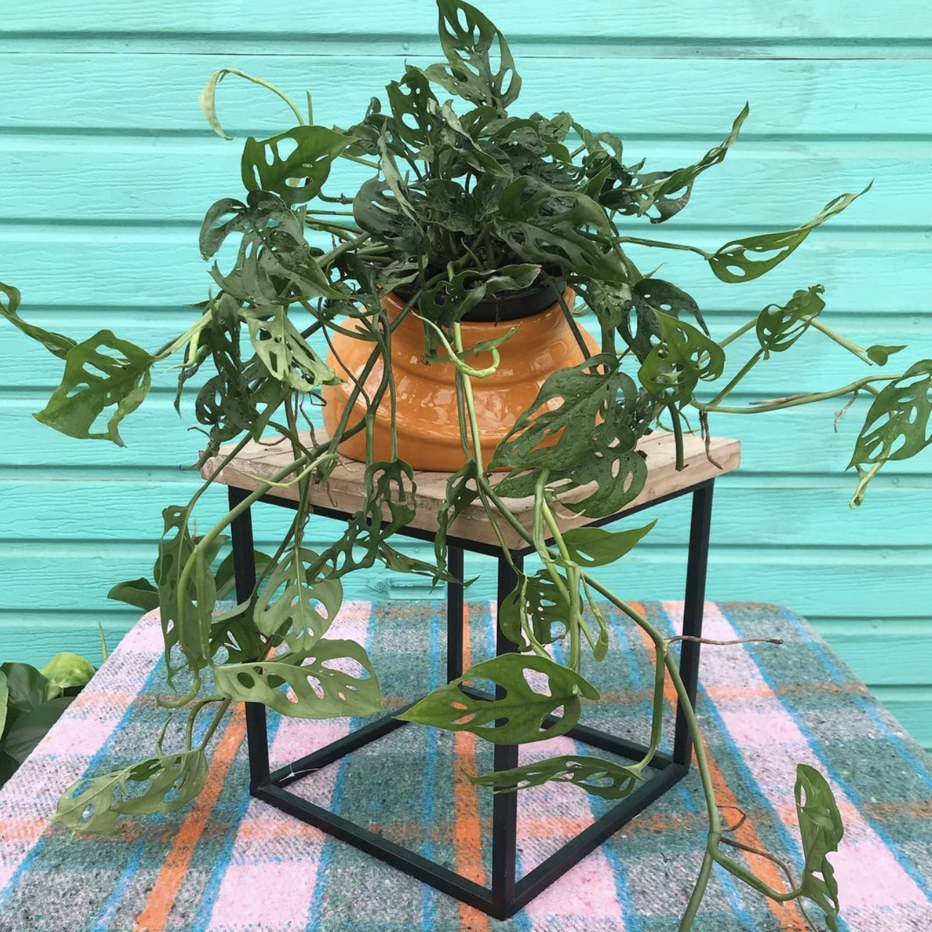swiss cheese weed plant Swiss Cheese Plant – Latinx With Plants