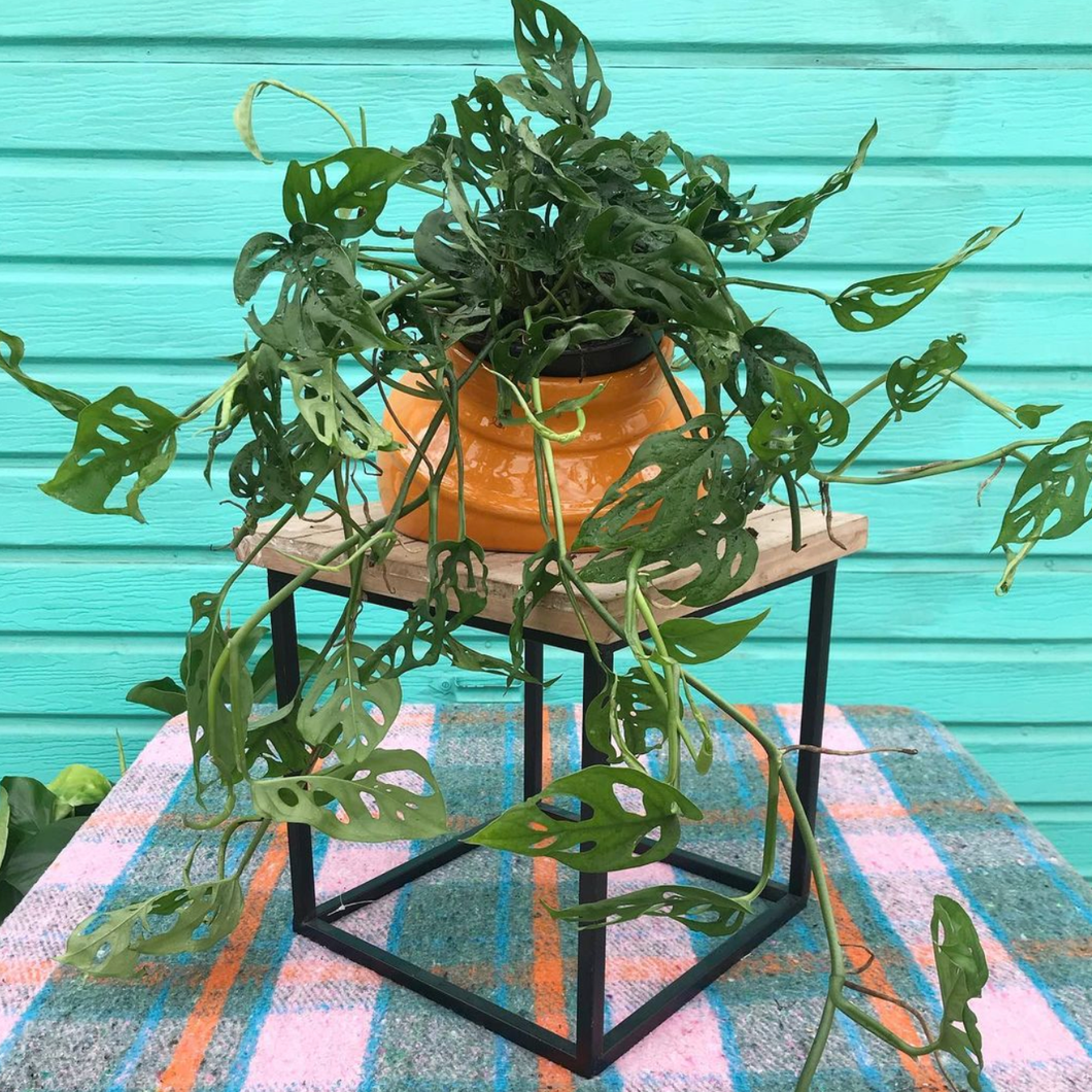 swiss cheese plant vine Swiss Cheese Plant – Latinx With Plants