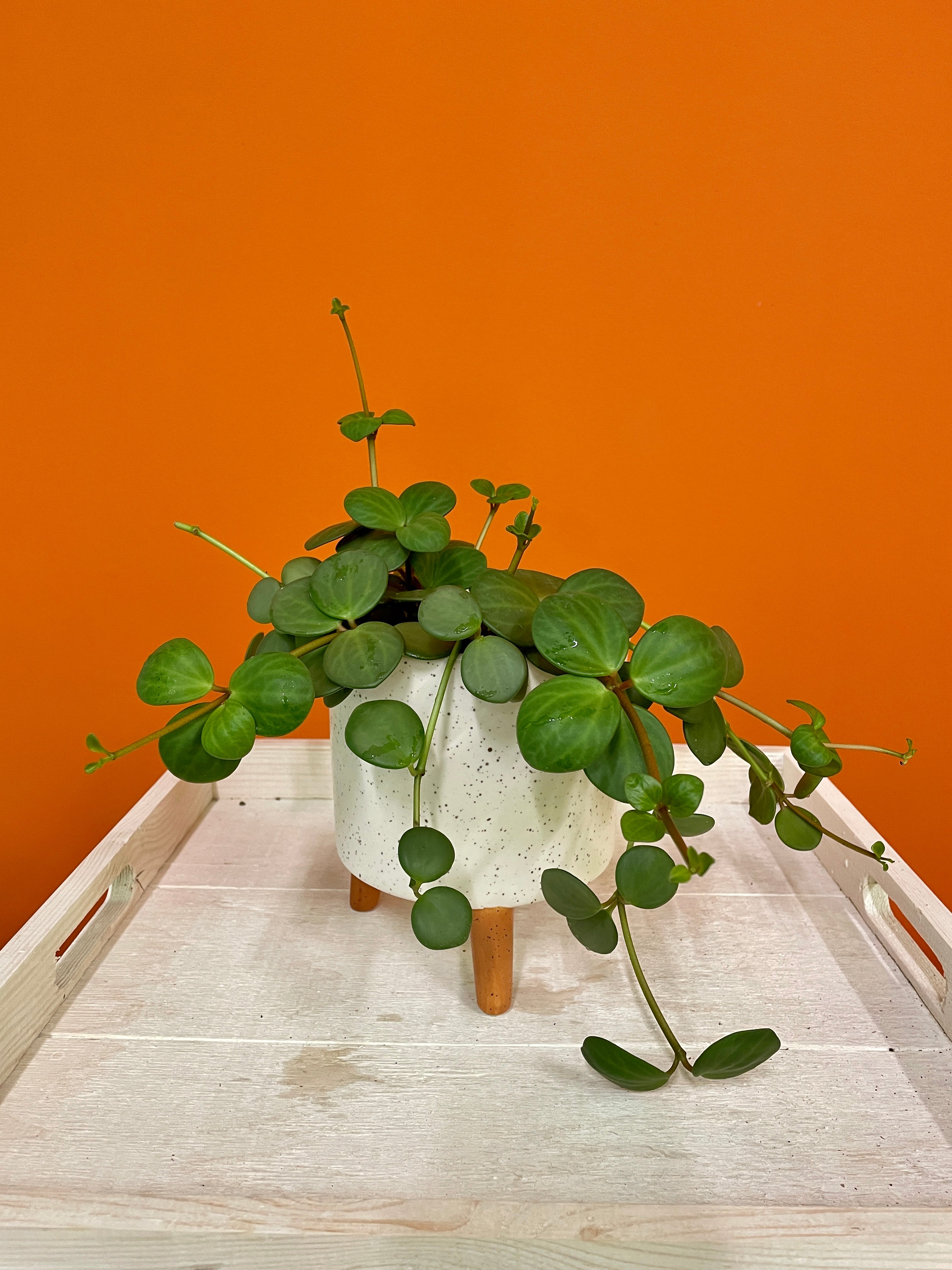 hope succulent Peperomia Hope – Latinx With Plants
