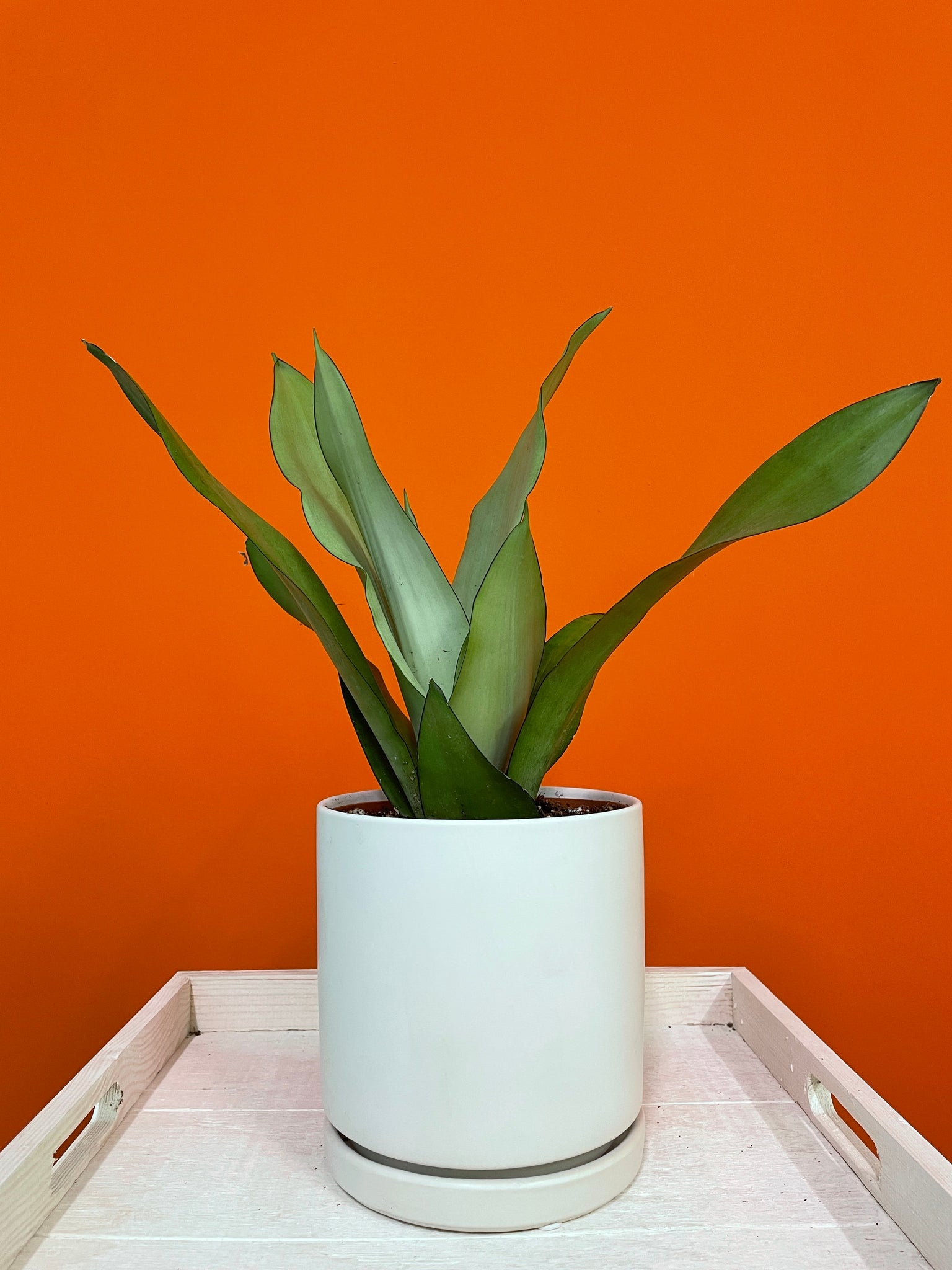 dracaena trifasciata moonshine Moonshine Snake Plant – Latinx With Plants