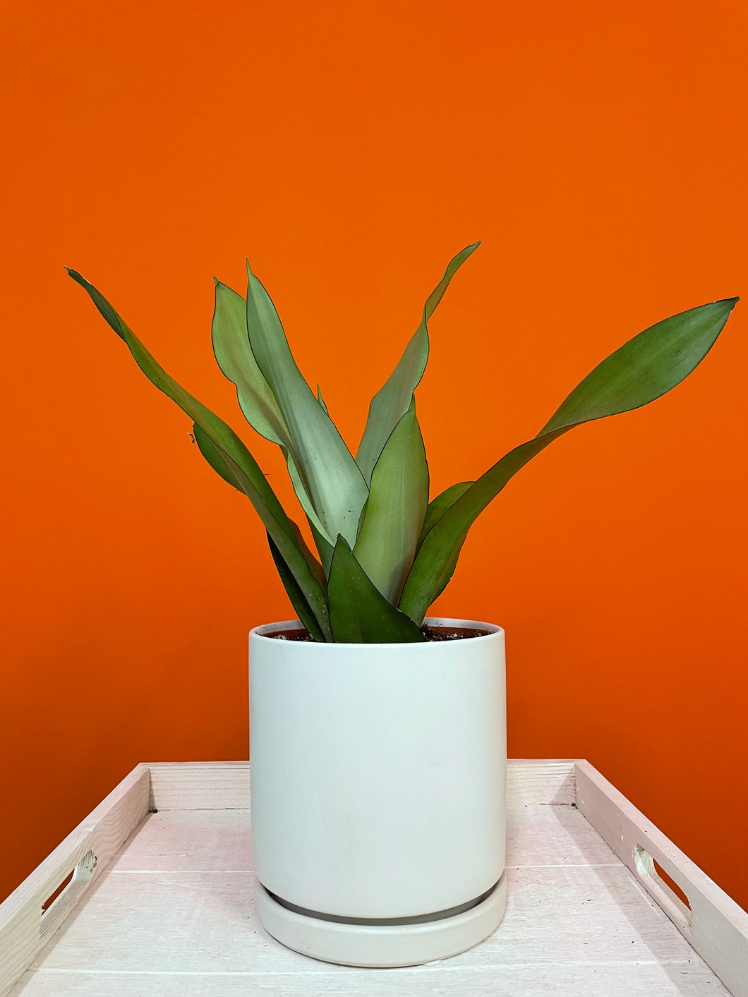 Moonshine Snake Plant