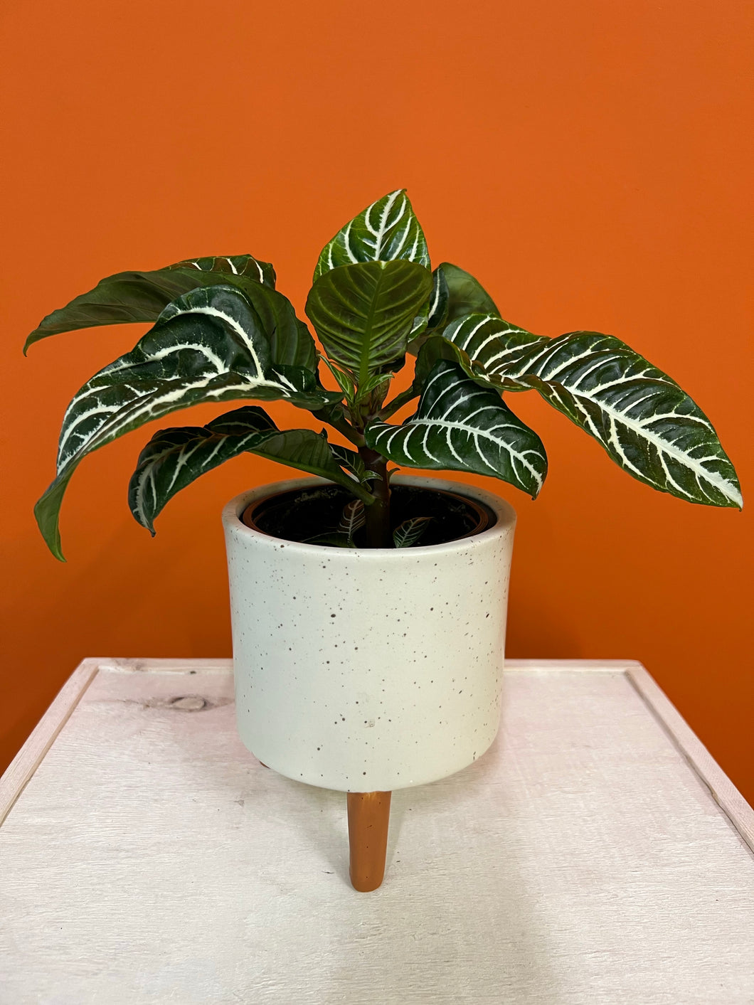 zebra leaf indoor plant Zebra Plant – Latinx With Plants