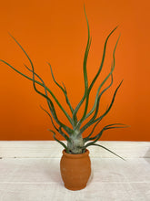Load image into Gallery viewer, Bulbous Air Plant
