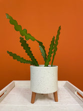 Load image into Gallery viewer, Fishbone Cactus
